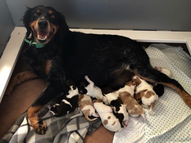 Josie delivered 8 puppies on the day before her 7th birthday