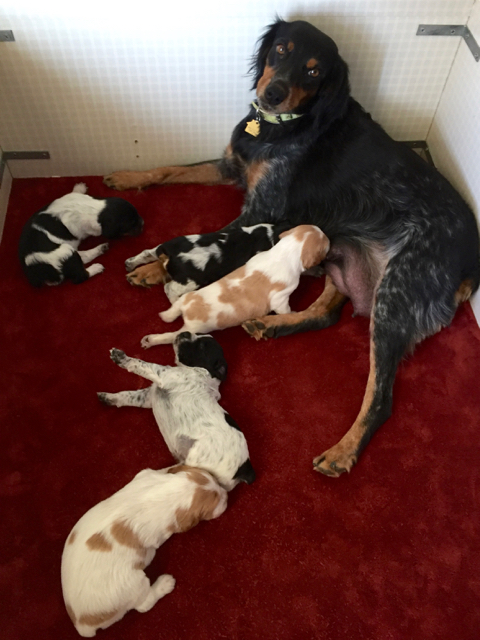 French Brittany Puppies