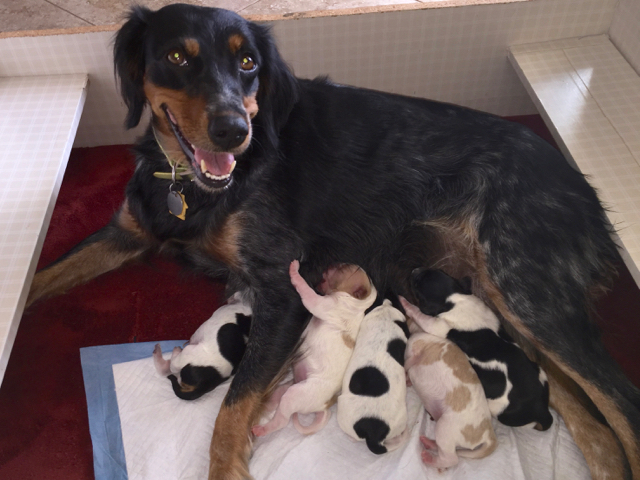 French Brittany Puppies