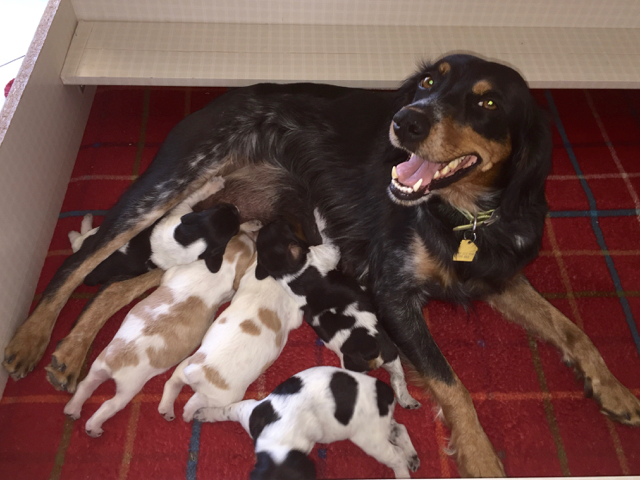 French Brittany Puppies