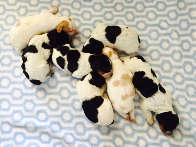 French Brittany Puppies