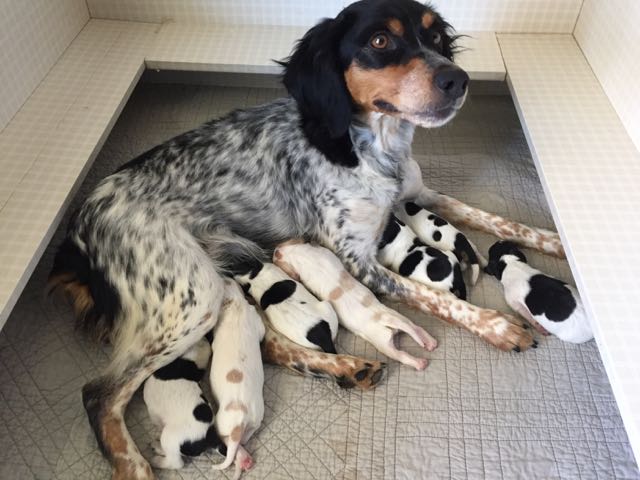 French Brittany Puppies