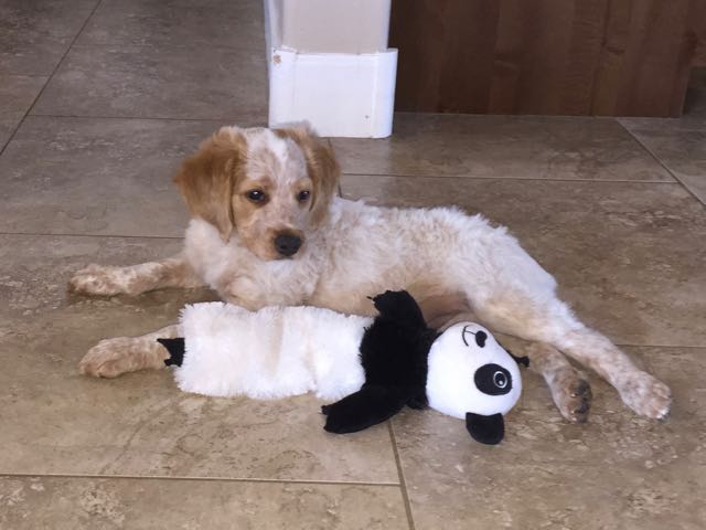 French Brittany Puppies