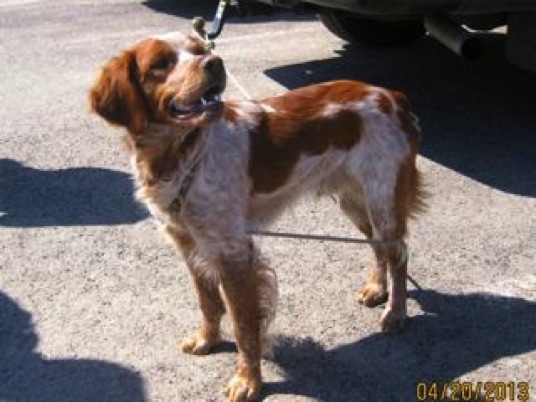Cory "Junior," Huck de Pays du Soleil was there for the show. Looks just like his daddy.