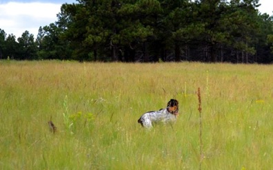 Nellie was surprised by a quail 
that flushed behind her.