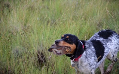 Nice retrieve for Nellie!