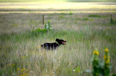 Josie runs like the wind.