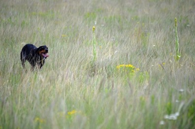 Josie did her best to find birds.