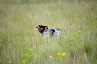 Nellie's last fun run.