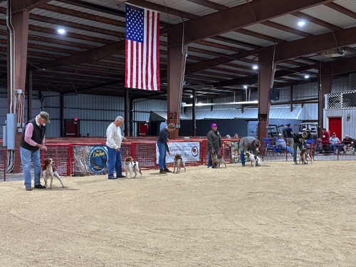 Teddy in the Adult Male, Orange and White class, placing third