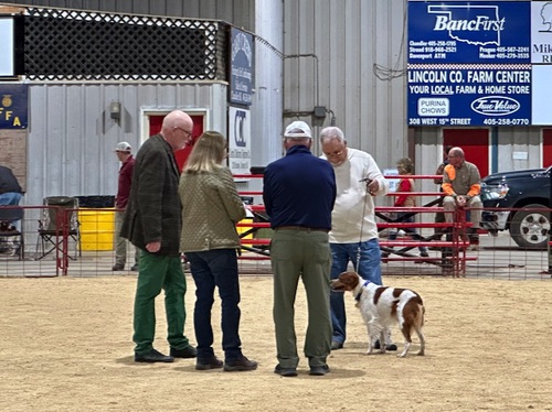 Teddy's inspection by the Judges