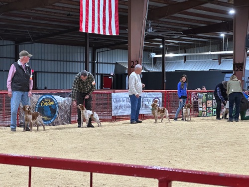 Penny in the Adult Female, Orange and White class