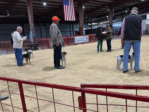 Ruby in the Adult female, Other Color class, placing third