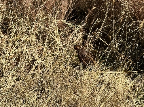 Bob white quail were abundant