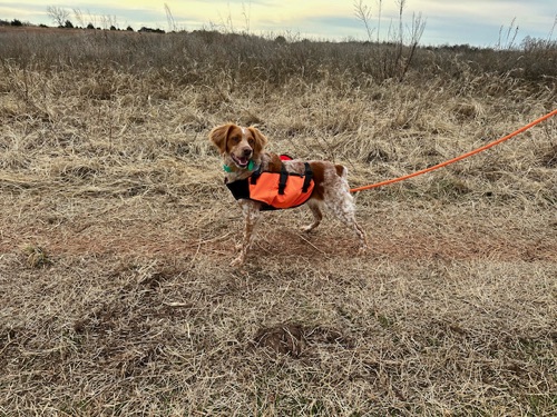 Penny ready for her first run