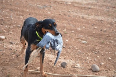 Loves to retrieve! Loves to retrieve!
