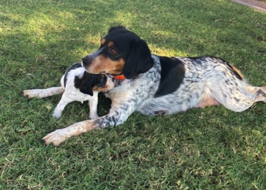 Nellie with puppy "Solo" - Age 7