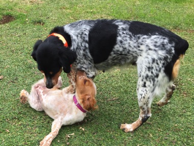 Nellie - Age 5 (with Penny)