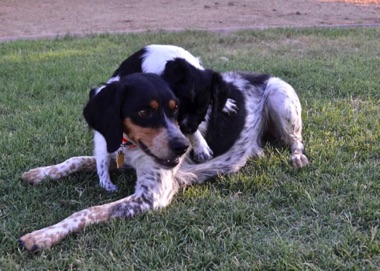 Nellie age 3
with puppy from her first litter
July 2017