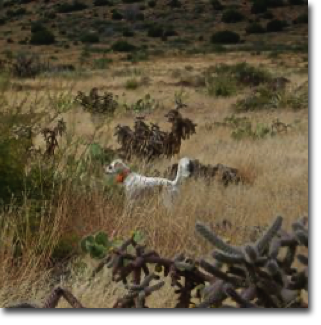 Bill's English Setter