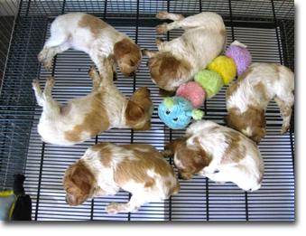 Five weeks old