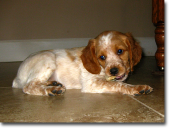 Hope - 6 weeks