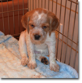 Ivy - 6 weeks