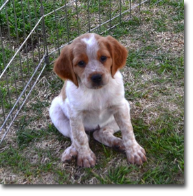 Idella - 7 weeks