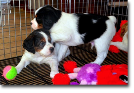 Jock and Jimbo - 6 weeks