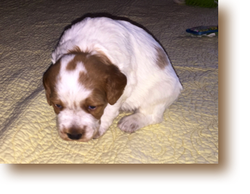 Opie
3 weeks