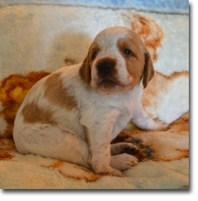 Jake - 4 weeks