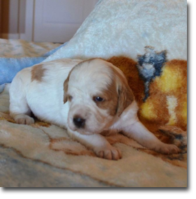 Junior - 4 weeks