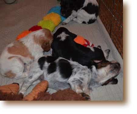 Marko (top), Maggie, Macon, Marie