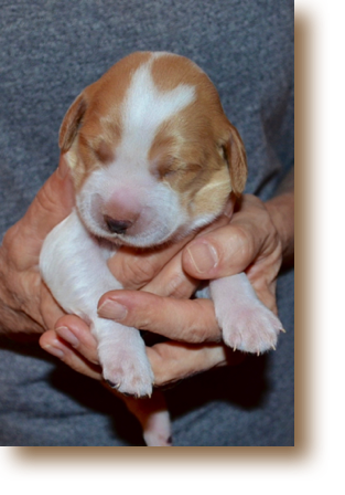 Nixie (Female)
Weight: 1# 10 3/4 oz