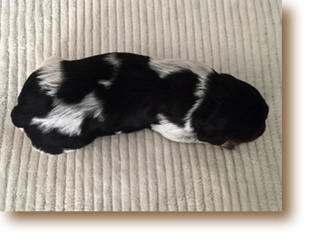 Nolan - 2 weeks
3#