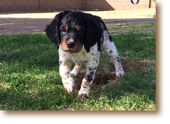 Natt - 8 weeks
