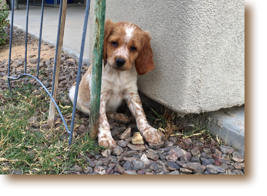 Nelson - 8 weeks