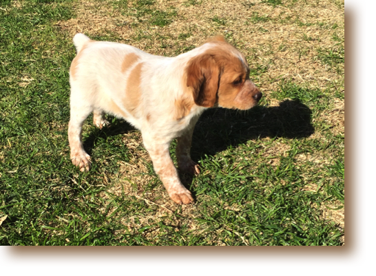 Nixie - 8 weeks