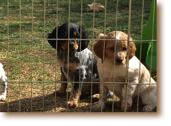 Nolan and Nelson - 8 weeks