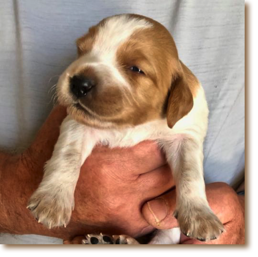 Rusty - Male
1 lb - 15 5/8 oz