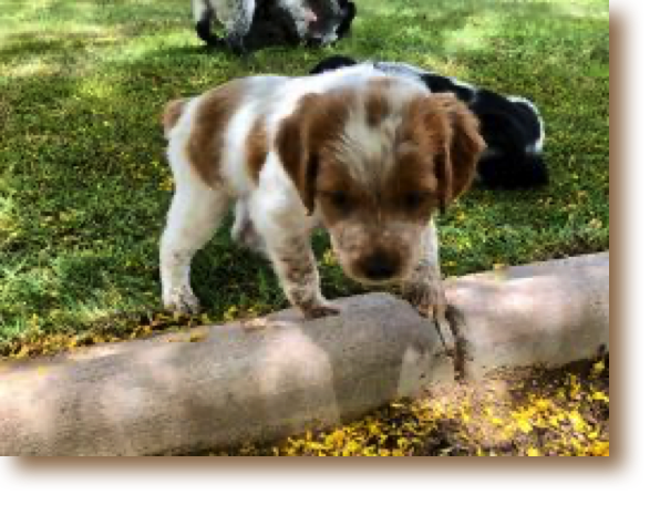 Ruby - 5 weeks
4 lbs - 5  3/4 oz