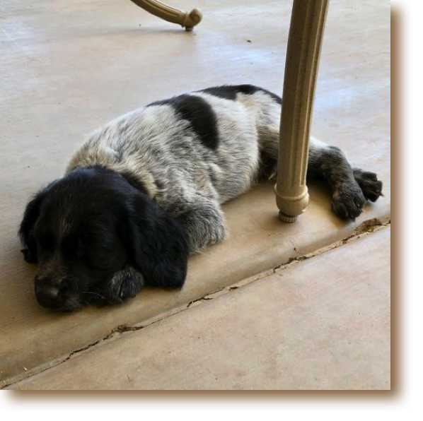 Ralphie - 8 weeks