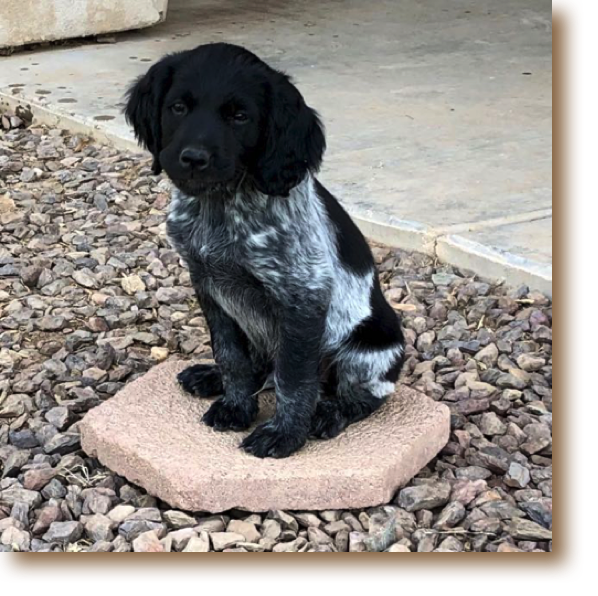Rufus - 8 weeks
