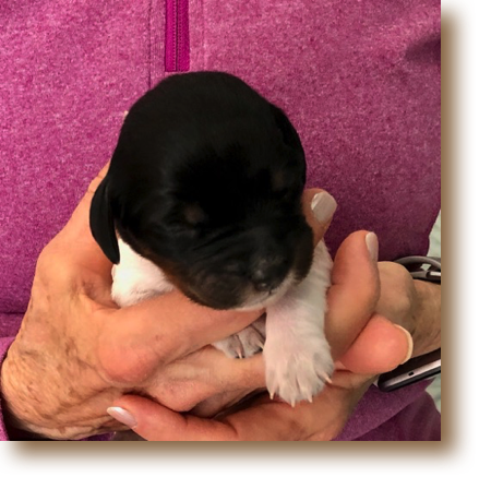 Sweet Pea - BW Tri Female
Weight: 15 3/4 oz