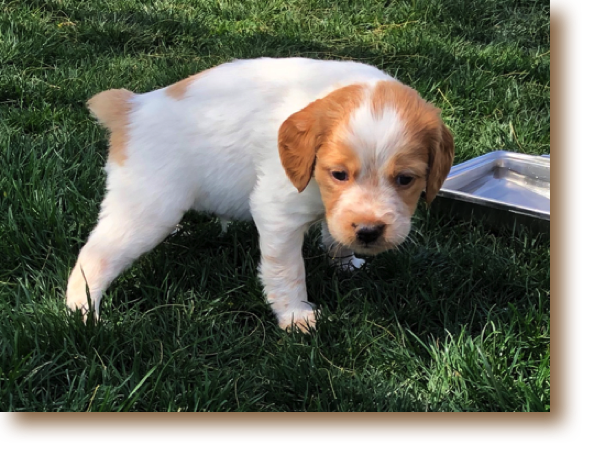 Scout - 4 weeks
Weight: 3# 4 oz