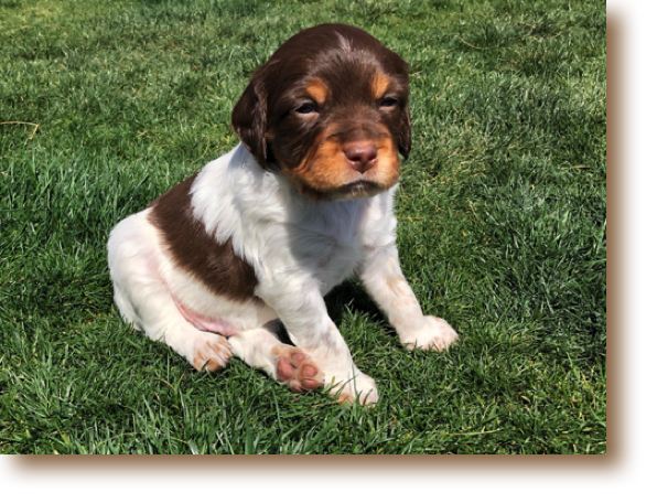 Shadow -4 weeks
Weight: 3# 14 1/4 oz