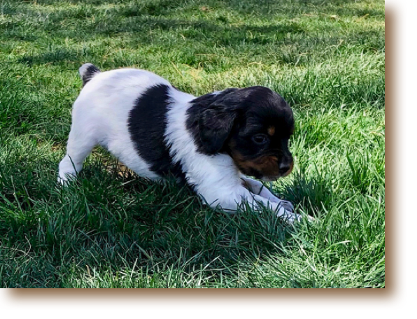 Sweet Pea - 4 weeks
Weight: 2# 11 3/4 oz