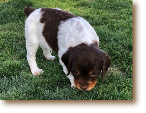 Shadow- 5 weeks
Weight: 4# 13 1/2 oz