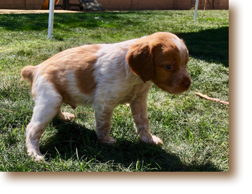 Shooter - 5 weeks
Weight: 4# 6 1/4 oz