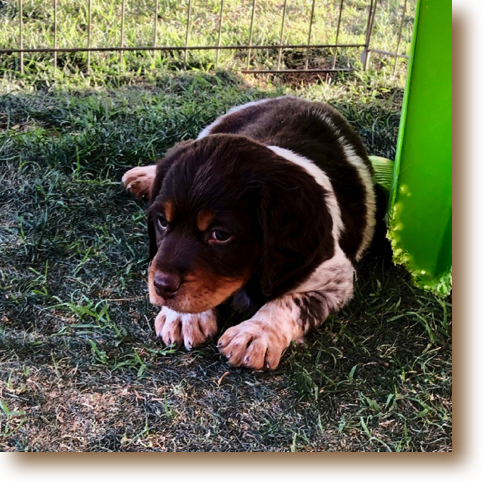 Scooter - 6 weeks